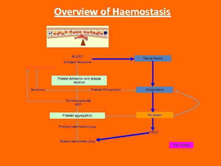 Overview of Haemostasis INJURY Tissue Factor Collagen Exposure VASOCONSTRICTION Platelet Adhesion and release reaction