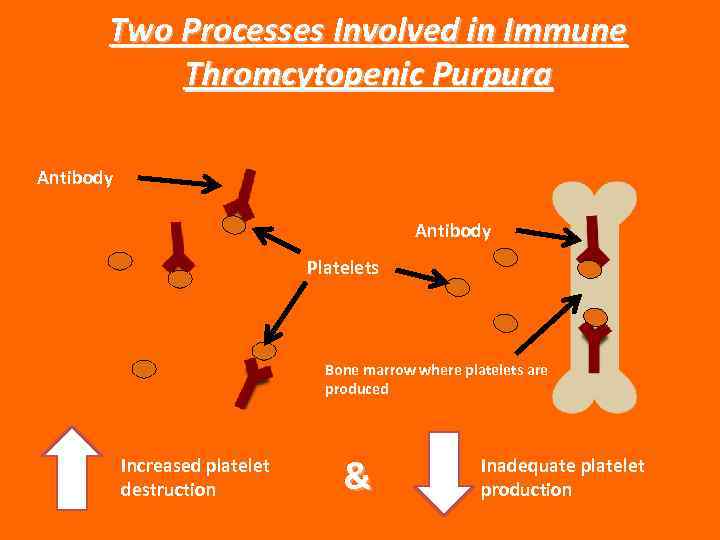 Two Processes Involved in Immune Thromcytopenic Purpura Antibody Platelets Bone marrow where platelets are