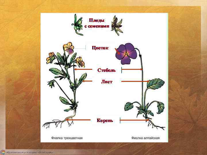 Плоды с семенами Цветок Стебель Лист Корень 
