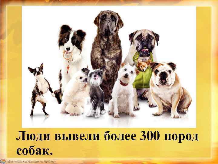 Люди вывели более 300 пород собак. 