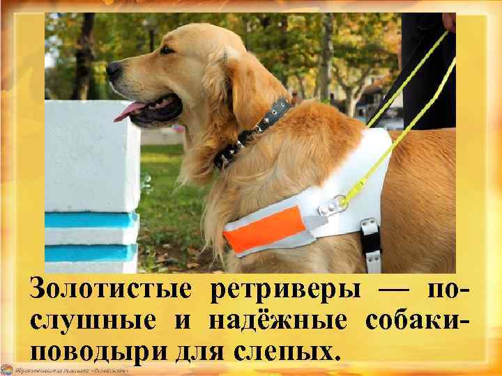 Золотистые ретриверы — послушные и надёжные собакиповодыри для слепых. 