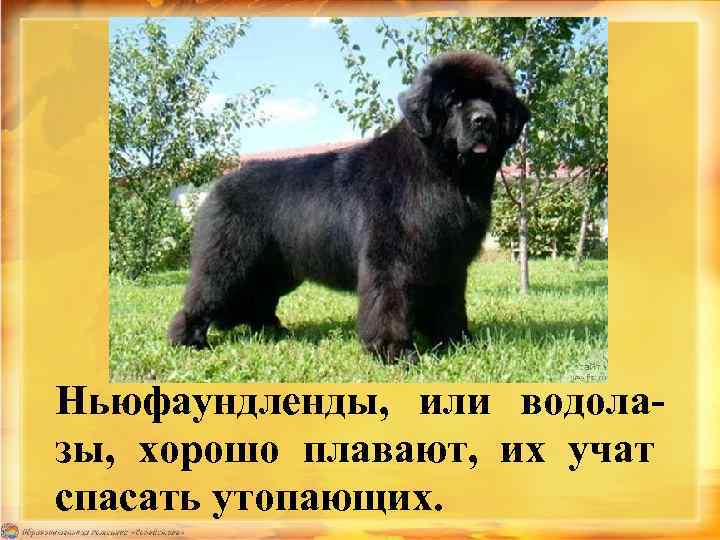 Ньюфаундленды, или водолазы, хорошо плавают, их учат спасать утопающих. 