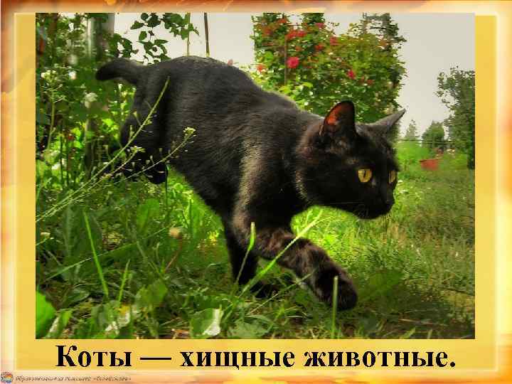 Коты — хищные животные. 