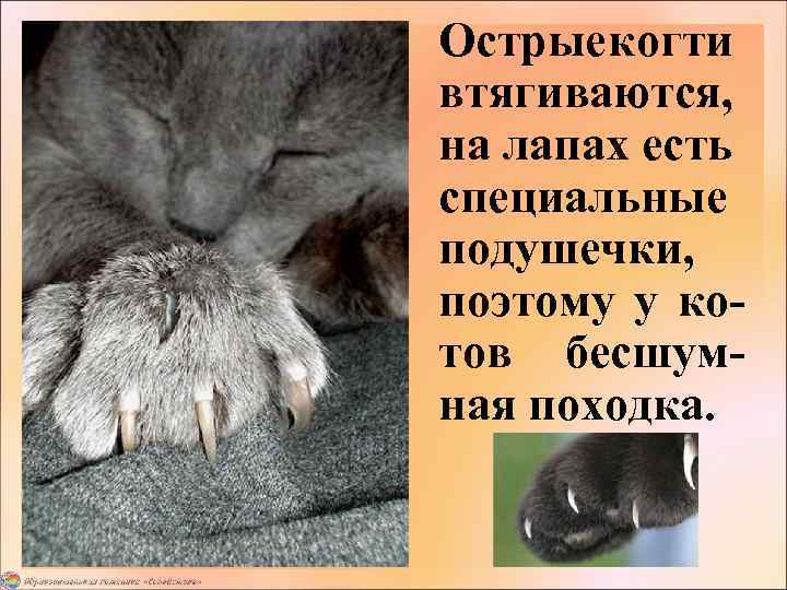 Острые когти втягиваются, на лапах есть специальные подушечки, поэтому у котов бесшумная походка. 