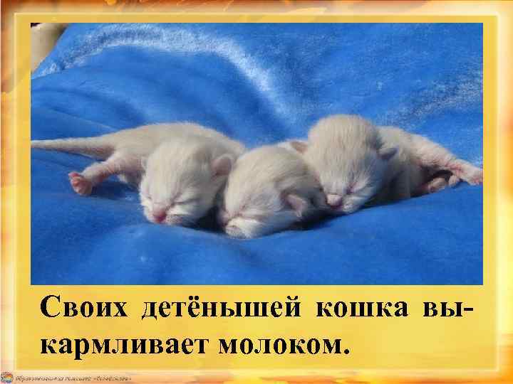 Своих детёнышей кошка выкармливает молоком. 