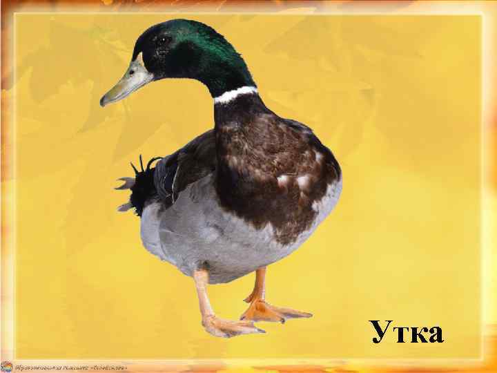Утка 