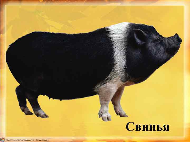 Свинья 