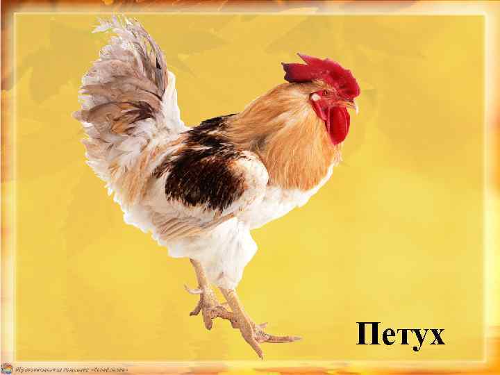 Петух 
