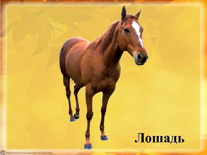 Лошадь 