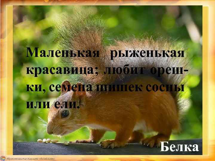 Маленькая рыженькая красавица; любит орешки, семена шишек сосны или ели. Белка 