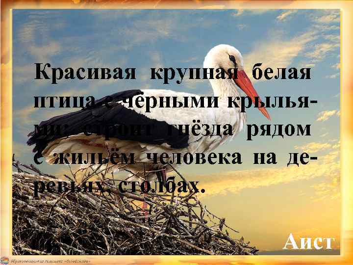 Красивая крупная белая птица с чёрными крыльями; строит гнёзда рядом с жильём человека на