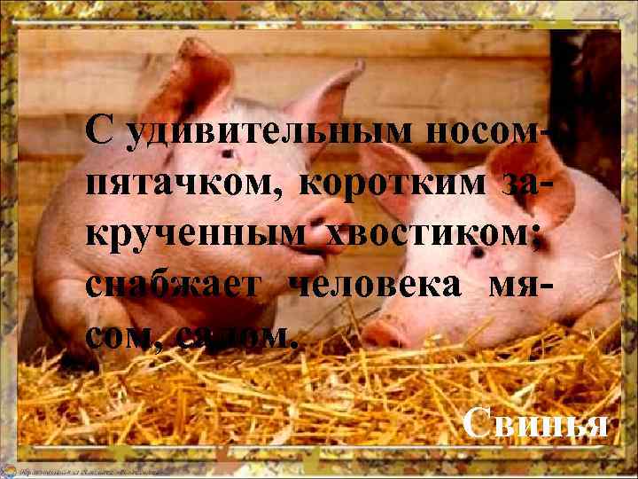 С удивительным носомпятачком, коротким закрученным хвостиком; снабжает человека мясом, салом. Свинья 