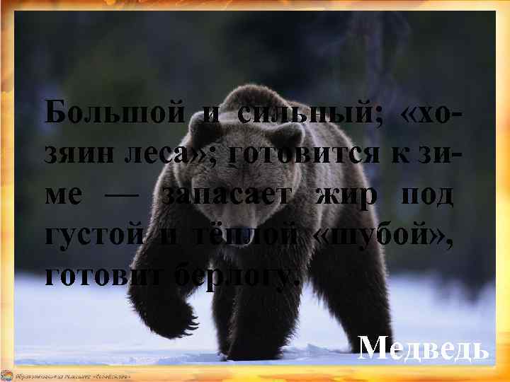 Большой и сильный; «хозяин леса» ; готовится к зиме — запасает жир под густой