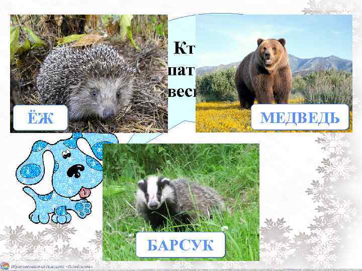Кто осенью спать ложится, а весной встаёт? МЕДВЕДЬ ЁЖ БАРСУК 