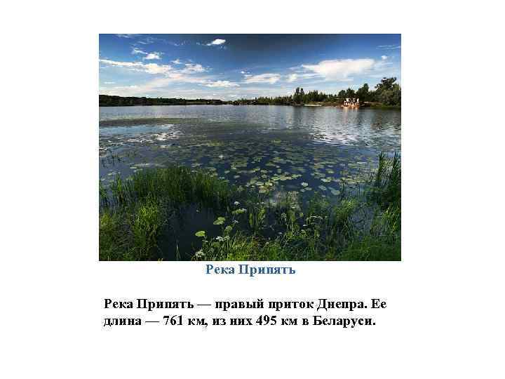 Река Припять — правый приток Днепра. Ее длина — 761 км, из них 495