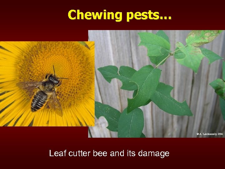 Chewing pests… © A. Latchininsky 2006 Leaf cutter bee and its damage 