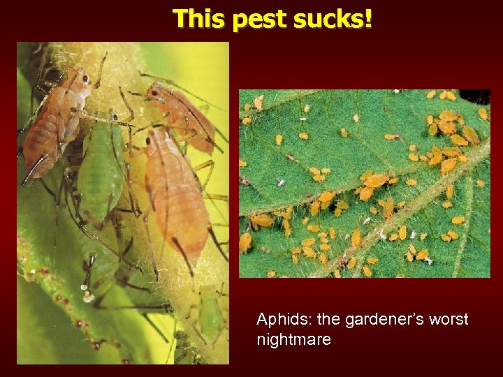 This pest sucks! Aphids: the gardener’s worst nightmare 