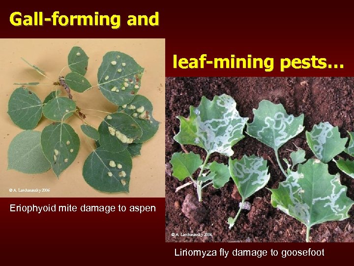 Gall-forming and leaf-mining pests… © A. Latchininsky 2006 Eriophyoid mite damage to aspen ©