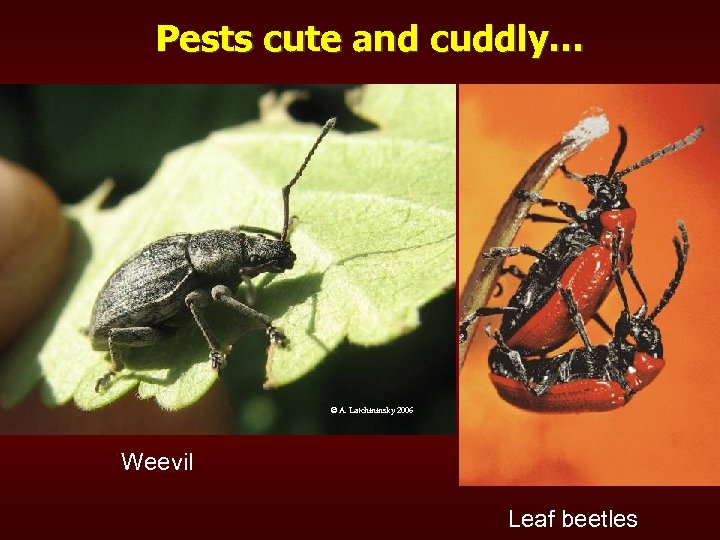 Pests cute and cuddly… © A. Latchininsky 2006 Weevil Leaf beetles 