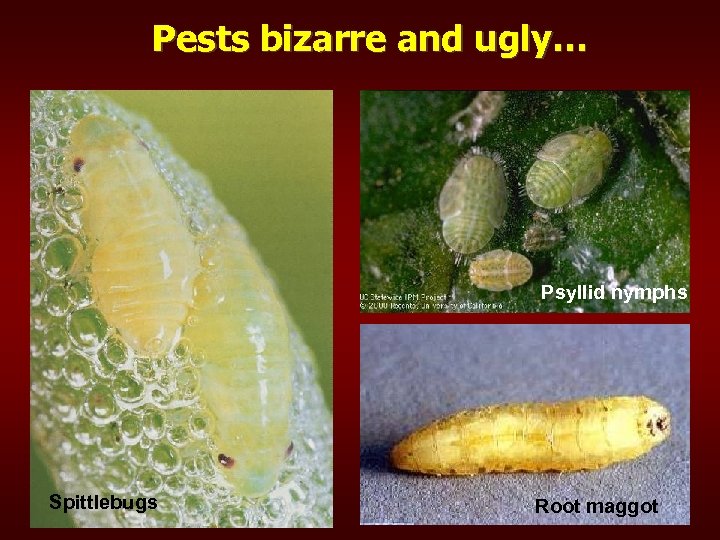 Pests bizarre and ugly… Psyllid nymphs Spittlebugs Root maggot 