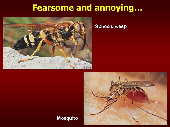 Fearsome and annoying… Sphecid wasp Mosquito 