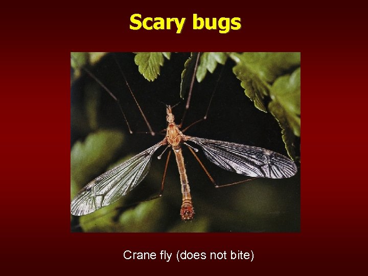 Scary bugs Crane fly (does not bite) 