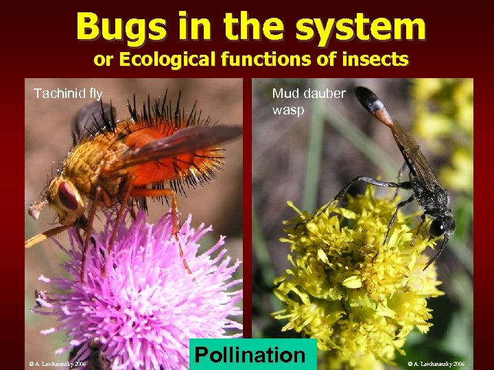 Bugs in the system or Ecological functions of insects Tachinid fly © A. Latchininsky