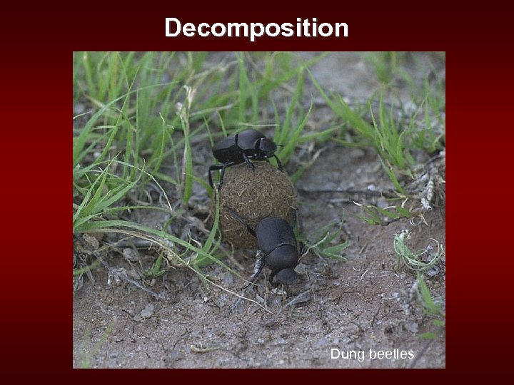 Decomposition Dung beetles 