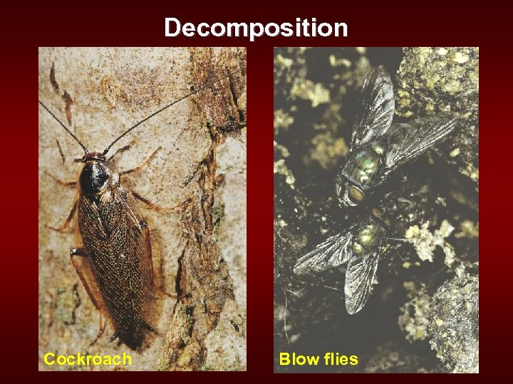 Decomposition Cockroach Blow flies 