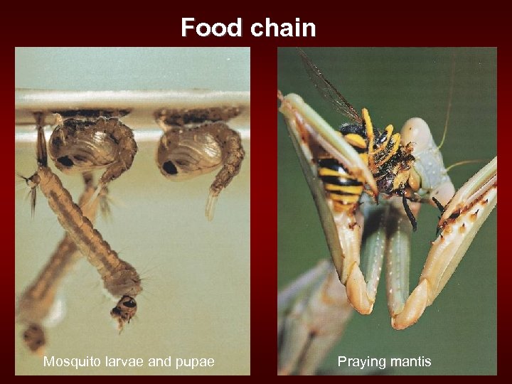 Food chain Mosquito larvae and pupae Praying mantis 