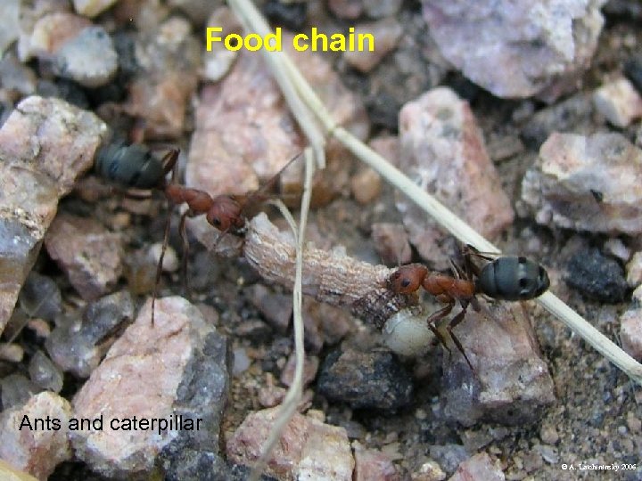 Food chain Ants and caterpillar © A. Latchininsky 2006 