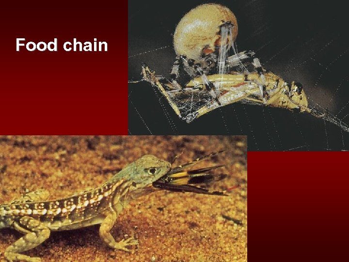 Food chain 