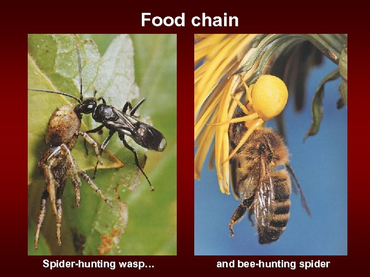 Food chain Spider-hunting wasp… and bee-hunting spider 