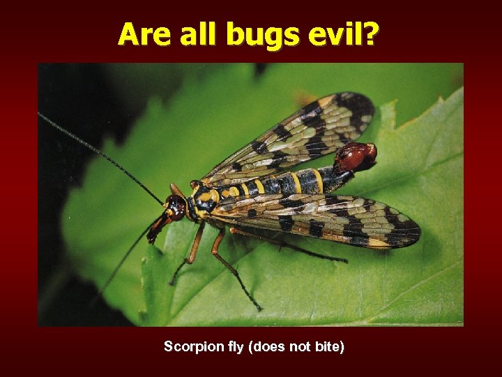 Are all bugs evil? Scorpion fly (does not bite) 