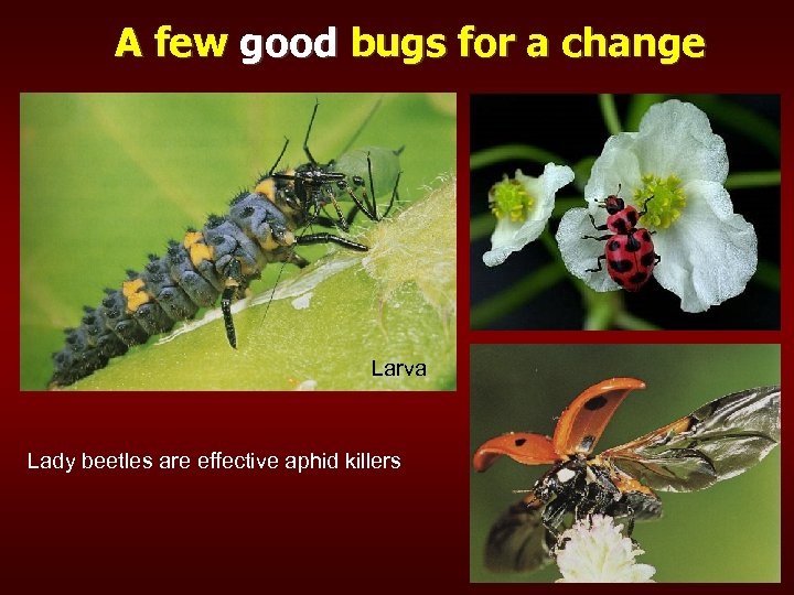 A few good bugs for a change Larva Lady beetles are effective aphid killers