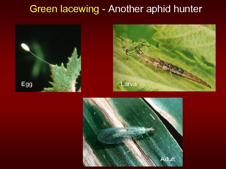 Green lacewing - Another aphid hunter Egg Larva Adult 