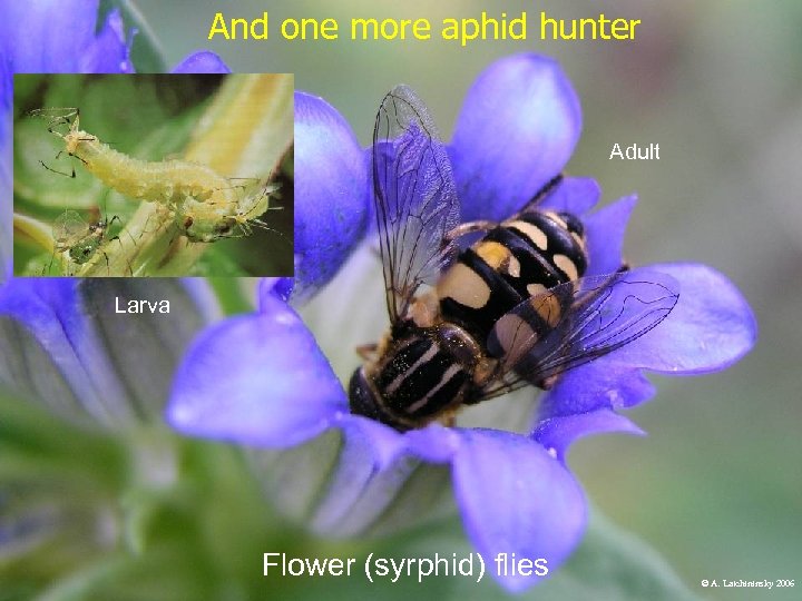 And one more aphid hunter Adult Larva Flower (syrphid) flies © A. Latchininsky 2006