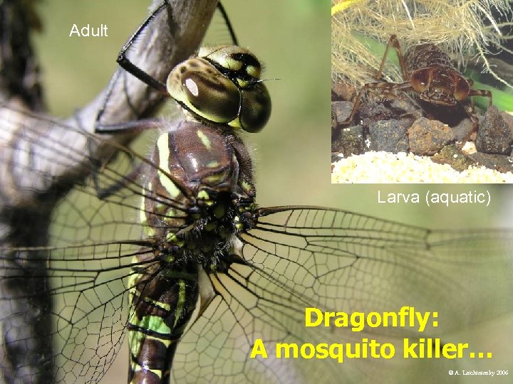 Adult Larva (aquatic) Dragonfly: A mosquito killer… © A. Latchininsky 2006 