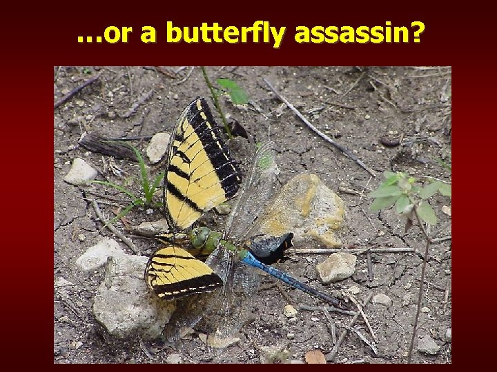 …or a butterfly assassin? 