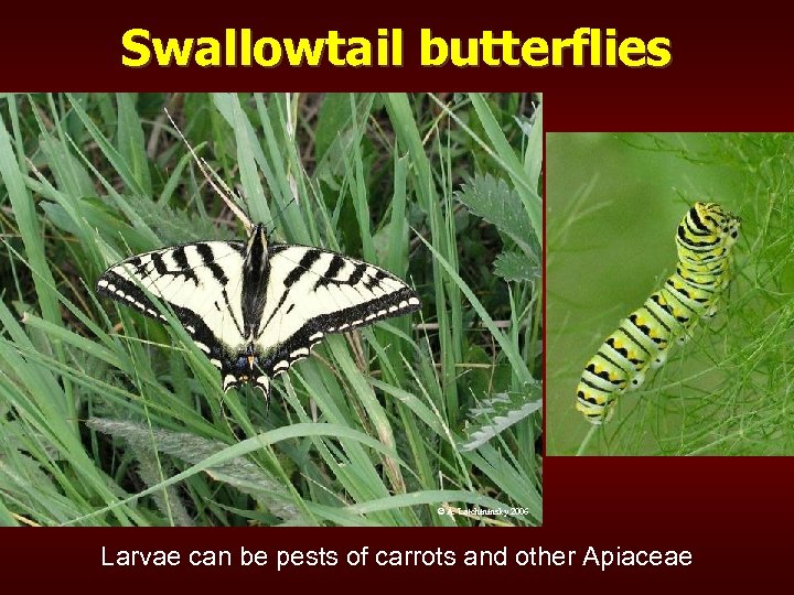 Swallowtail butterflies © A. Latchininsky 2006 Larvae can be pests of carrots and other