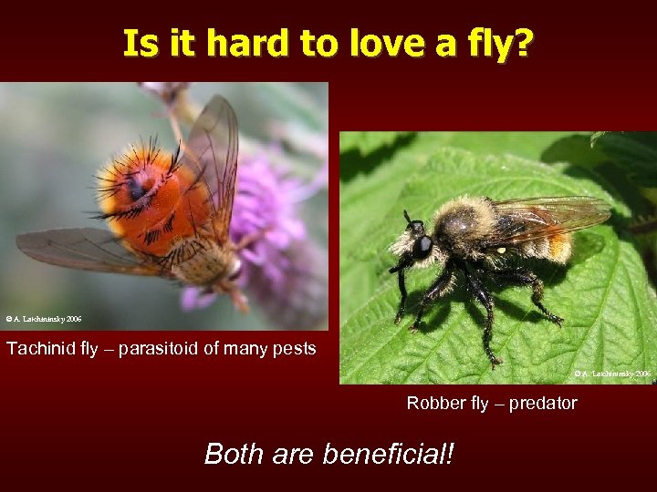 Is it hard to love a fly? © A. Latchininsky 2006 Tachinid fly –