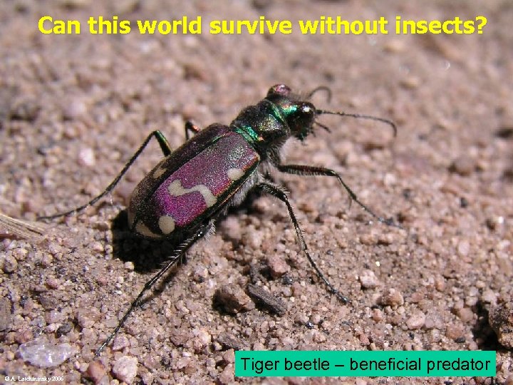 Can this world survive without insects? Tiger beetle – beneficial predator © A. Latchininsky