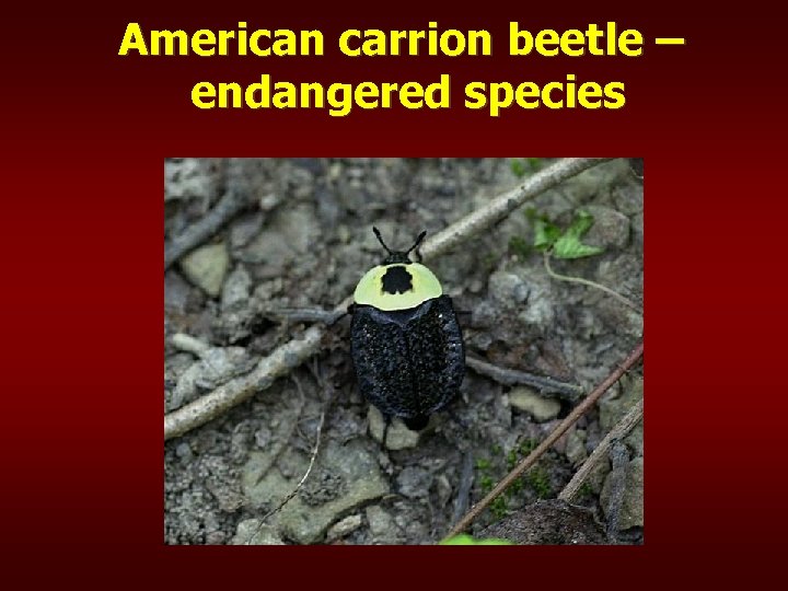 American carrion beetle – endangered species 