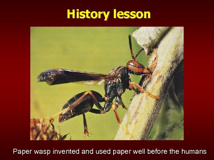 History lesson Paper wasp invented and used paper well before the humans 