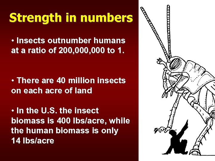 Strength in numbers • Insects outnumber humans at a ratio of 200, 000 to