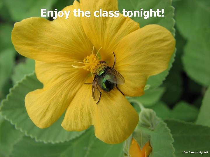 Enjoy the class tonight! © A. Latchininsky 2006 