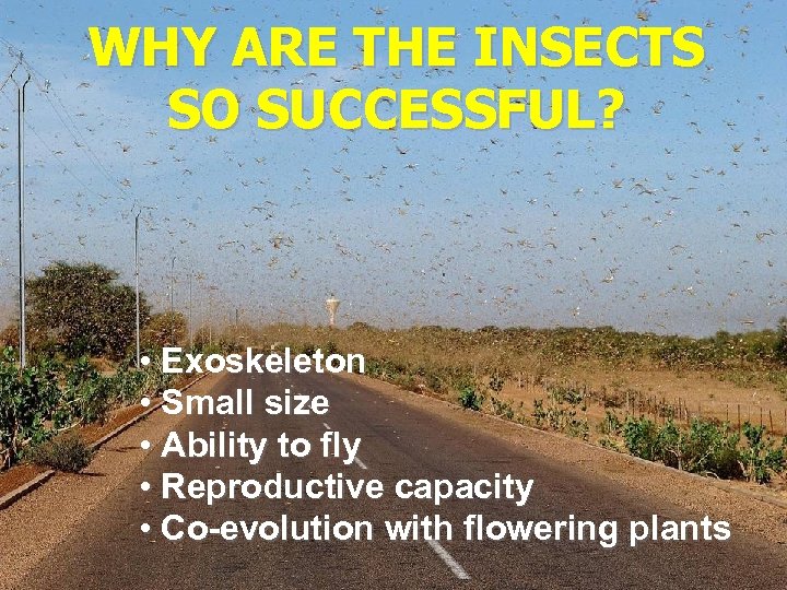 WHY ARE THE INSECTS SO SUCCESSFUL? • Exoskeleton • Small size • Ability to