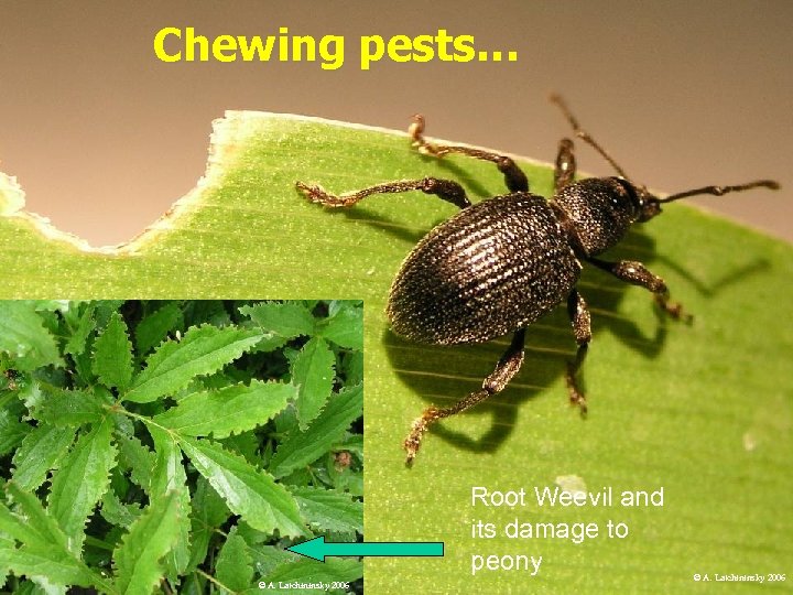 Chewing pests… Root Weevil and its damage to peony © A. Latchininsky 2006 