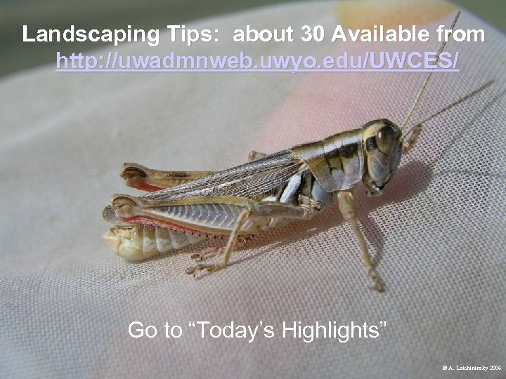 Landscaping Tips: about 30 Available from http: //uwadmnweb. uwyo. edu/UWCES/ Go to “Today’s Highlights”