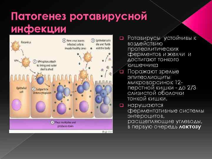 Патогенез ротавирусной инфекции Ротавирусы устойчивы к воздействию протеолитических ферментов и желчи и достигают тонкого